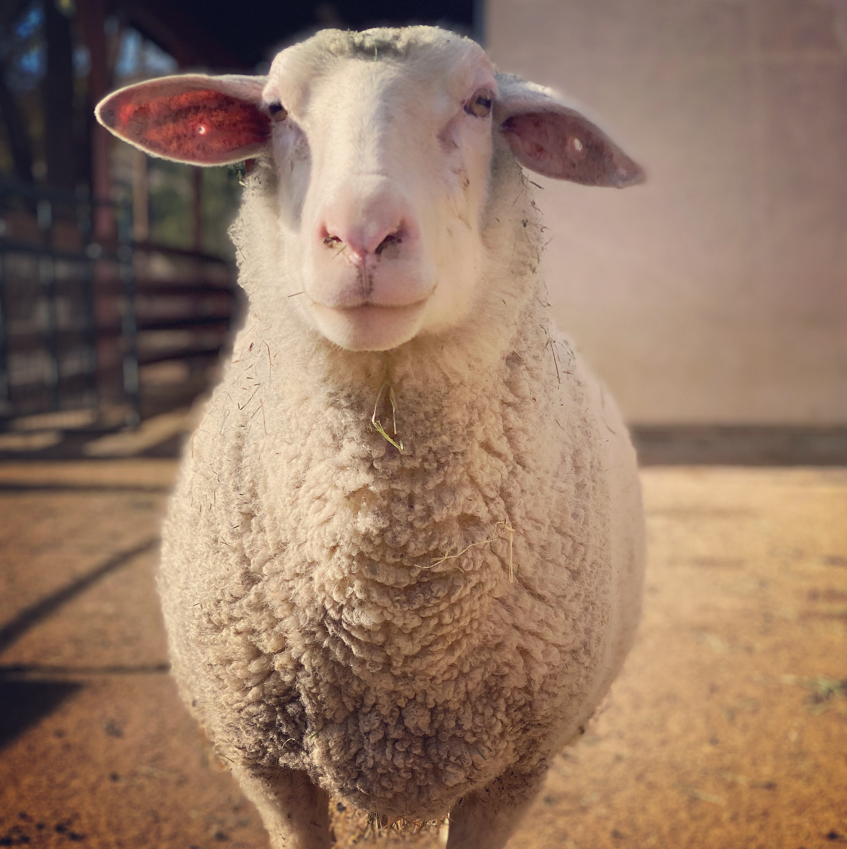 a close-up of a sheep