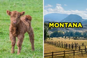 On the left, a fluffy baby cow, and on the right, farmland surrounded by mountains labeled "Montana"