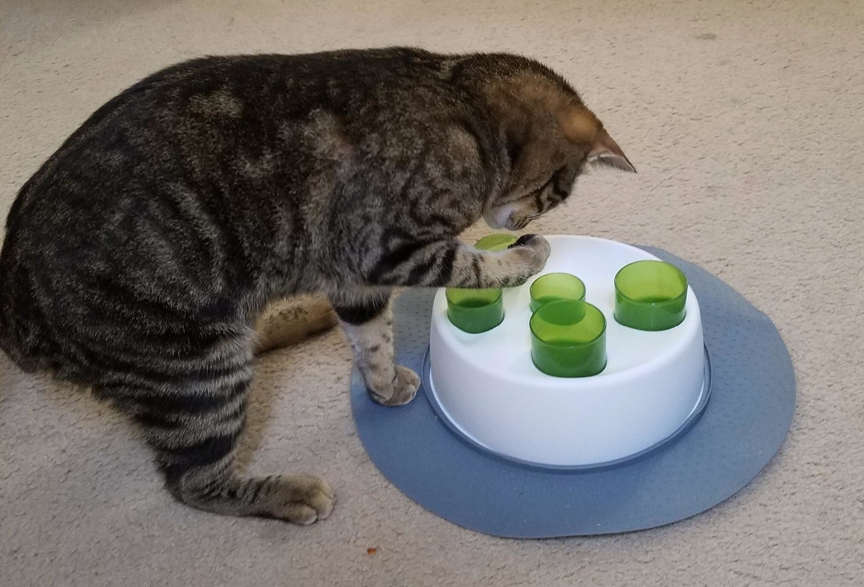 a reviewer&#x27;s cat using the toy