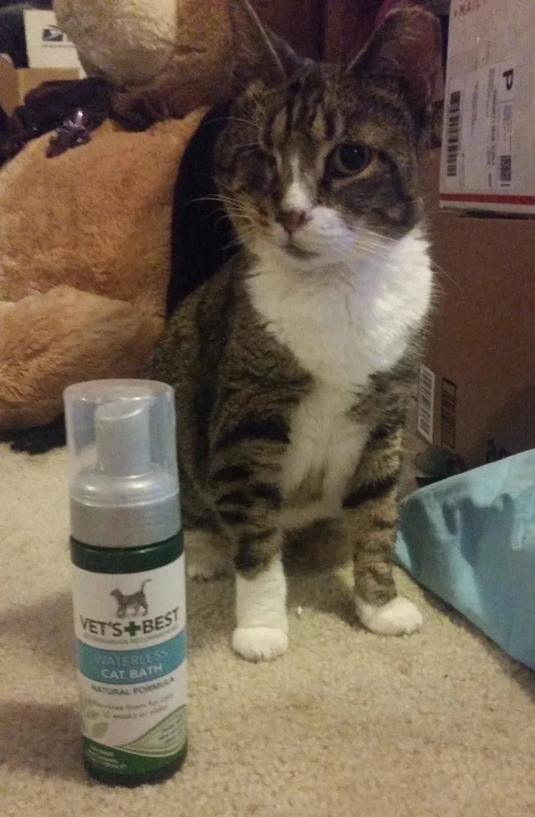 A reviewer&#x27;s cat sitting next to a bottle of waterless pet wash