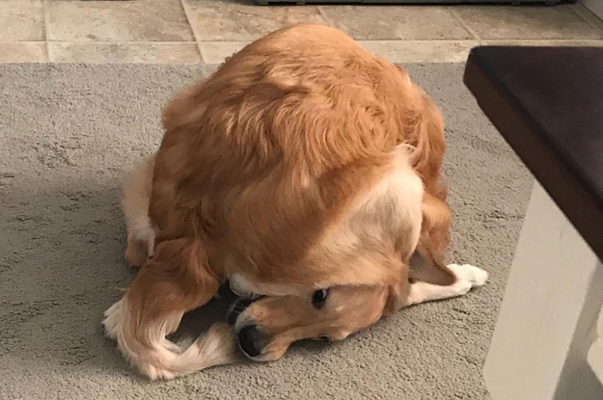 ついにしっぽに届いた かわいいんだけど だいぶヘンテコな犬猫たち