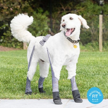 Dog wearing gray plaid leggings