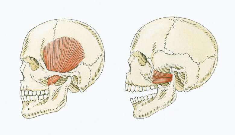 Human skeleton and side profile of the jaw muscles