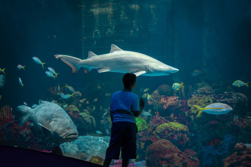 A boy looks at a shark and some fish in a large aquarium