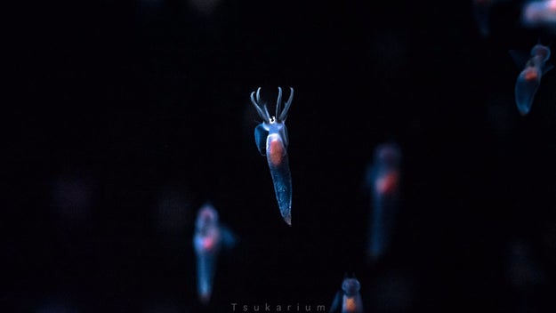 流氷の天使 クリオネの悪魔のような姿 親子みたいな2匹のクリオネの写真が話題