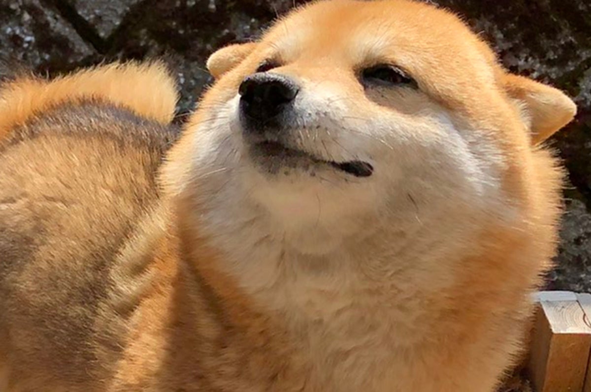 抱っこされたワンちゃんがもっちもちで可愛くて どうしよう