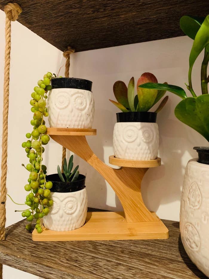 Reviewer photo of owl succulent pots on three-tiered stand