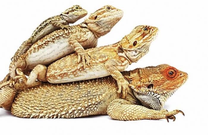 Four types of small reptiles stack on top of each other 
