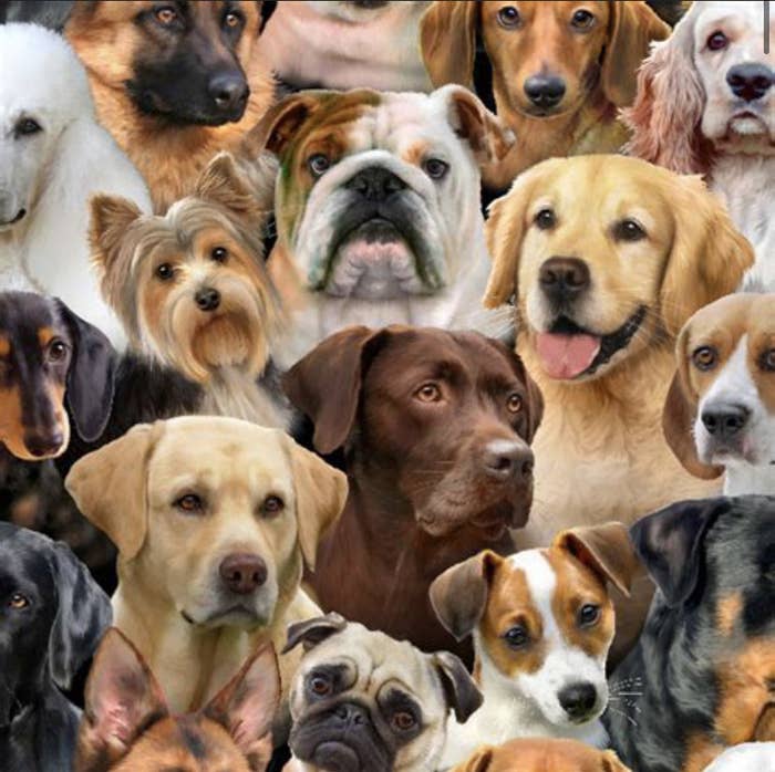 This picture is multiple dogs stacked on top of each other, in a kind on collage form.