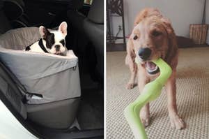small french bulldog in a car seat on the left and a golden retriever playing tug of war on the right