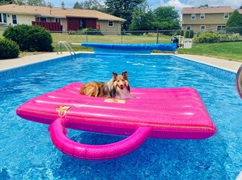 dog on the large float in a pool