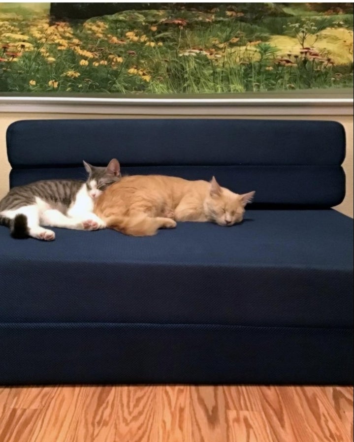 A navy blue futon with cats on it in a reviewer&#x27;s home