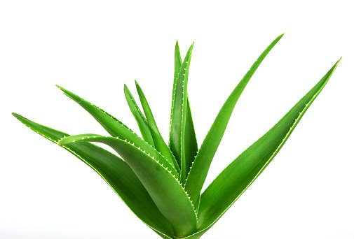 An aloe plant against a white background.