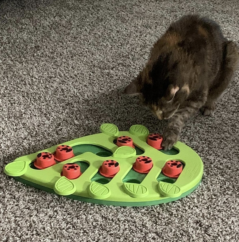 a cat uncovering a treat from the puzzle board