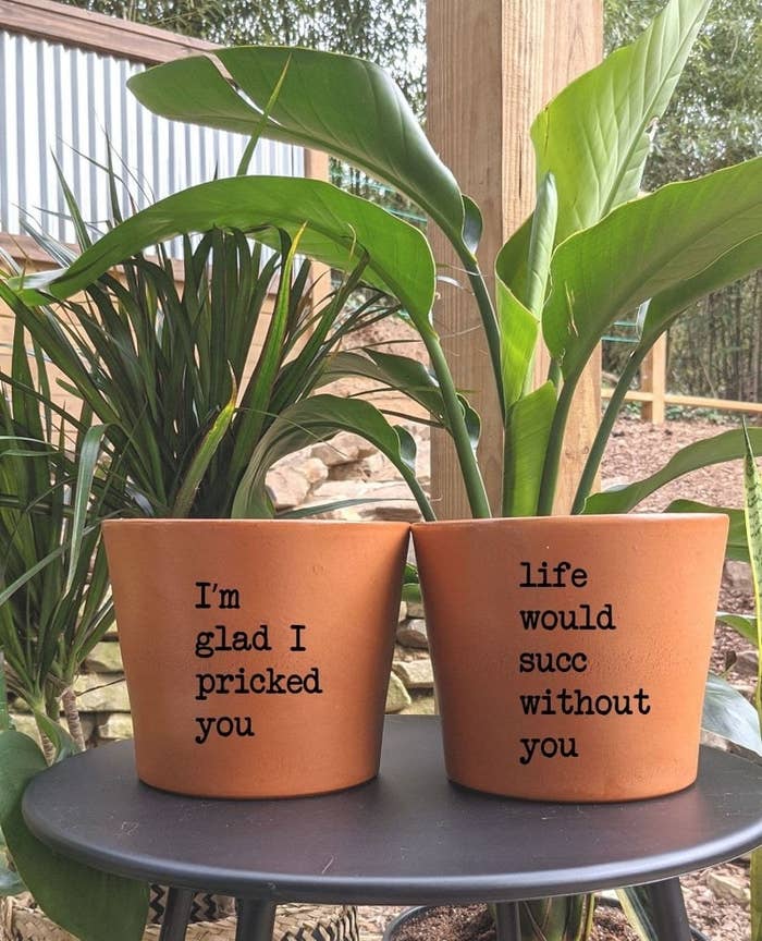 terra cotta pot plants that say &quot;I&#x27;m glad I pricked you&quot; and &quot;life would succ without you&quot;