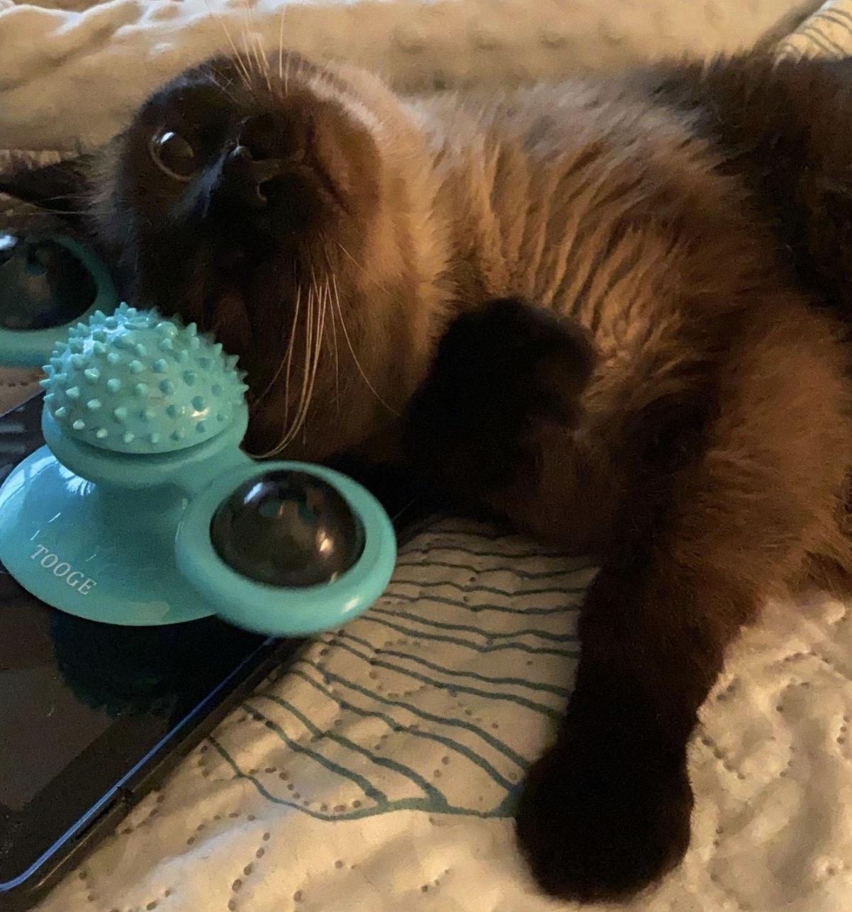 a cat playing with a catnip turntable toy