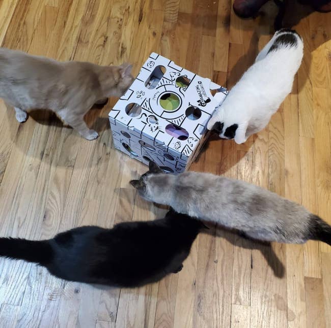 Four cats playing with the interactive treat puzzle
