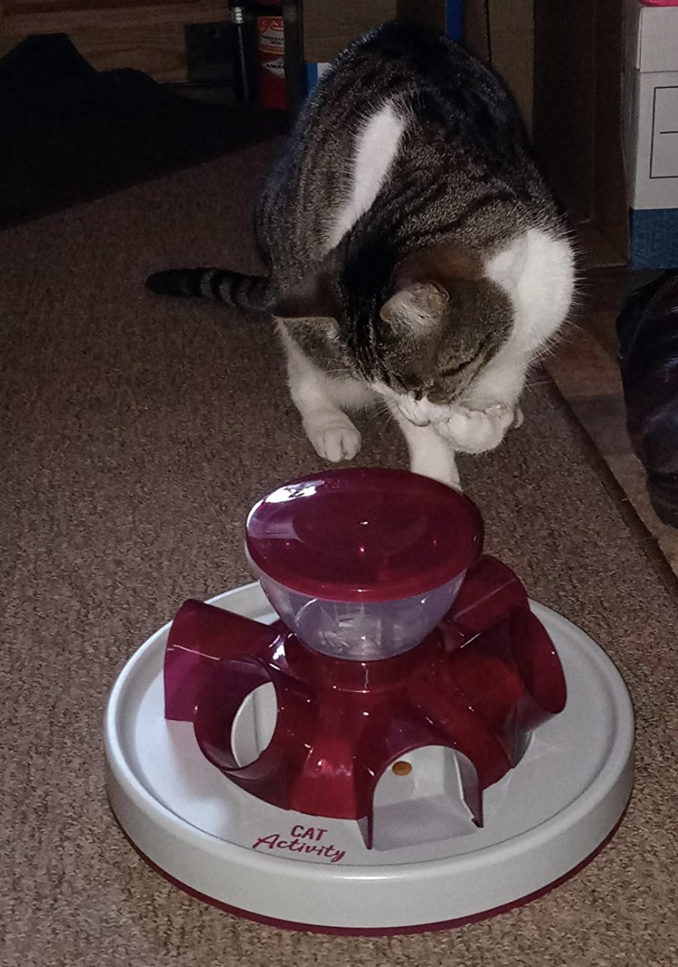 a cat eating after finding food in the interactive cat toy