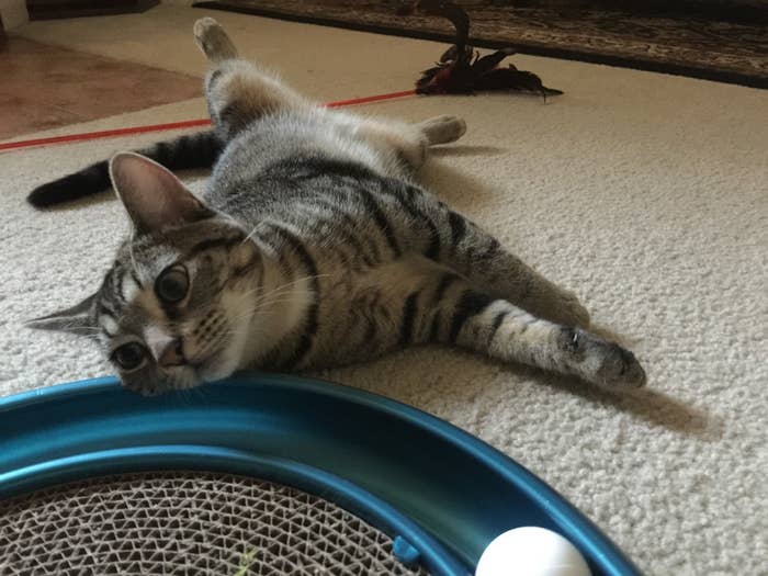 Kassie, a cat, laying next to a cat toy