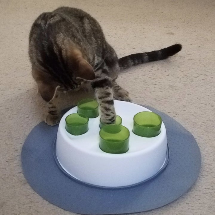 17 Puzzles On Amazon That Actually Challenge Cats