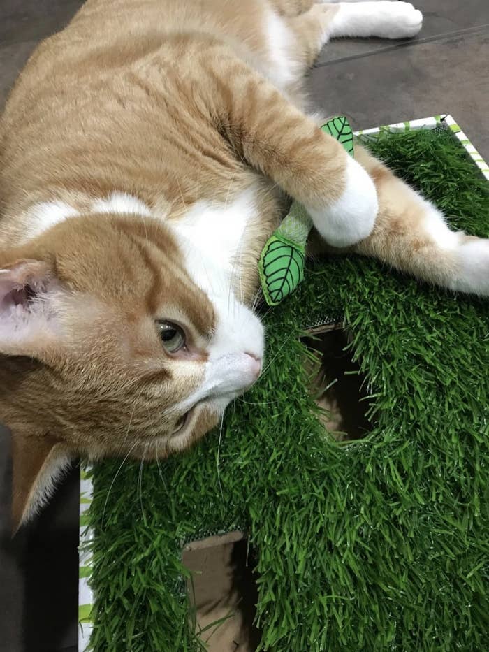 A cat lying on the grass scratcher