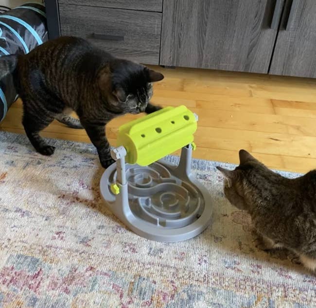 Two cats playing with the food puzzle toy