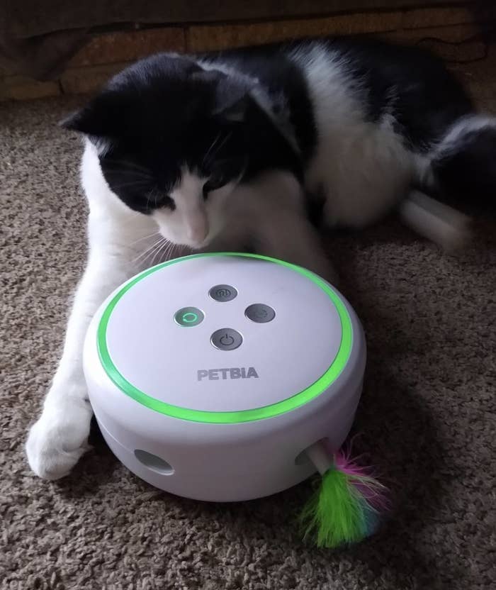 a cat starting at a white cat toy that has a feather sticking out of its side