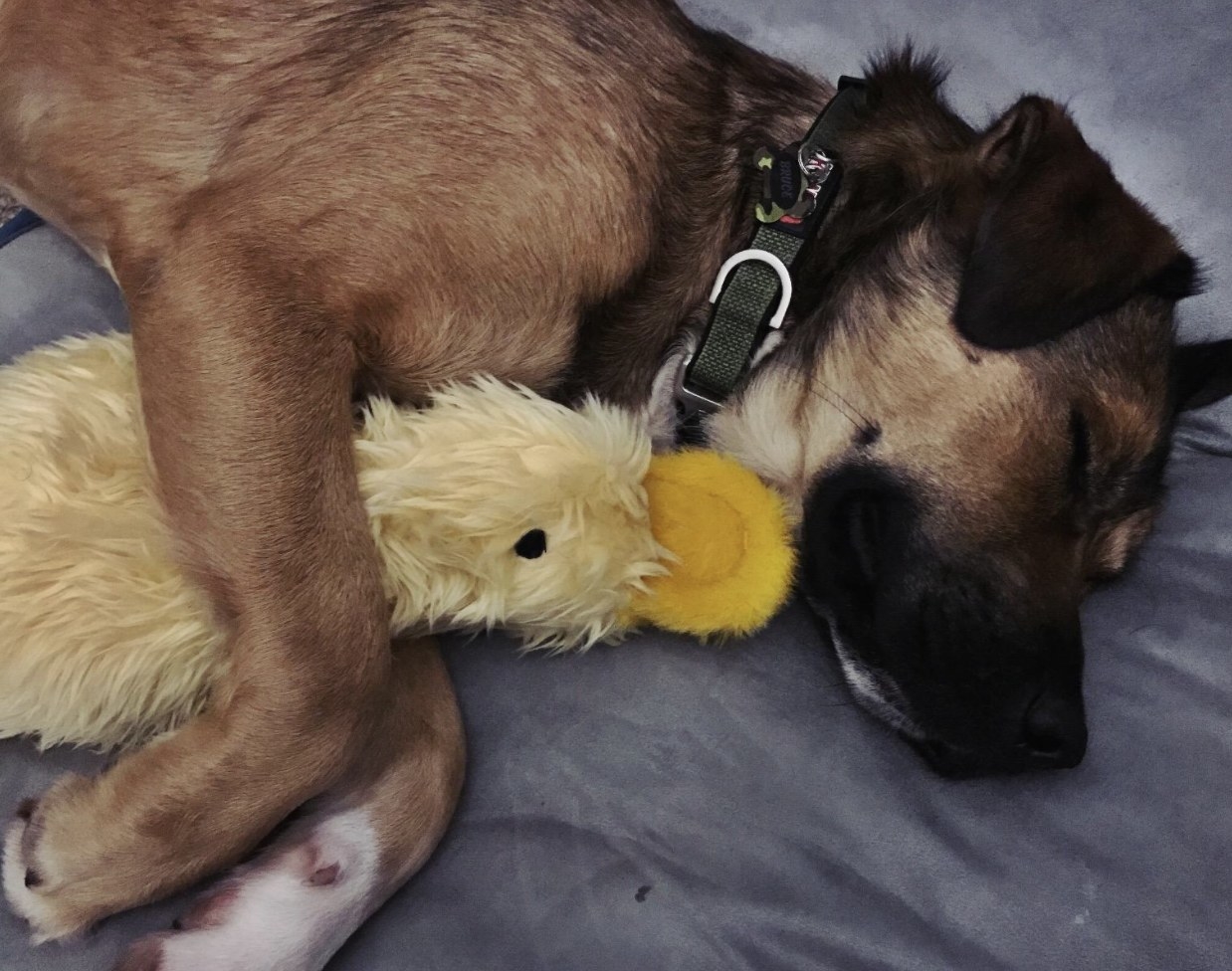 A dog sleeping with a toy duck