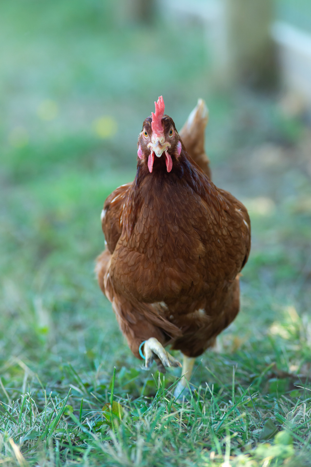 a peckish hen walking in grass