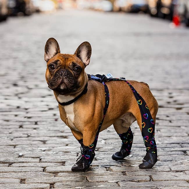a dog wearing the waterproof pet leggings