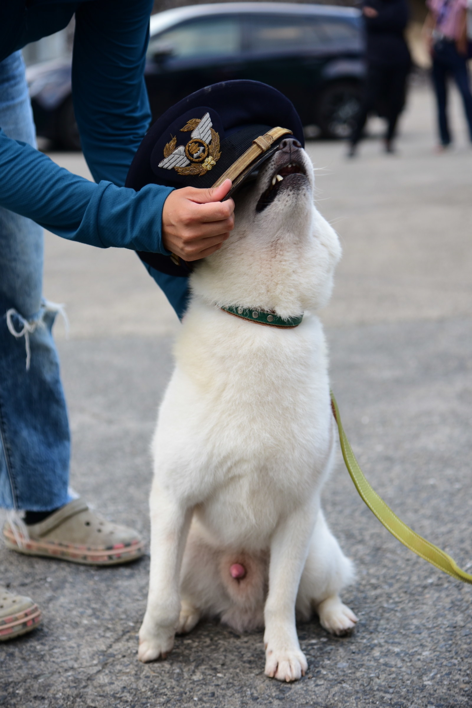 朗報 21年最高の 犬映画 が決まってしまったかもしれない