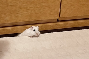 実写版 トムとジェリー 家具の隙間からハムスター 待ち受けていたのは