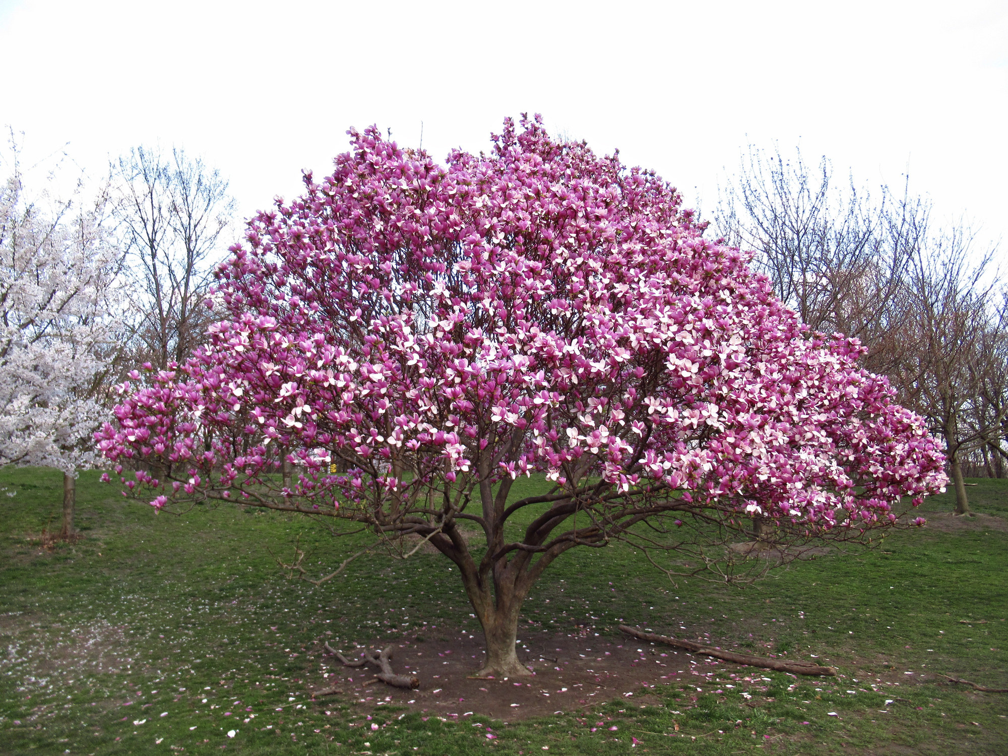 A magnolia tree in full bloom
