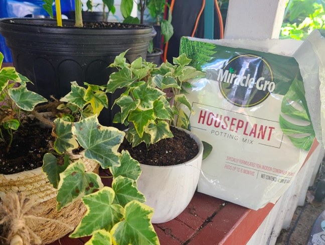 A potted houseplant with the bag of soil behind it