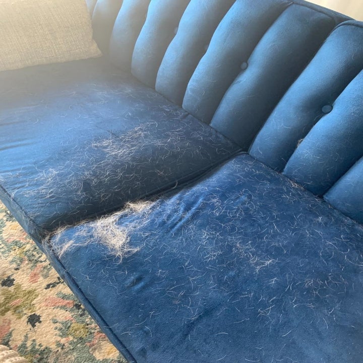 A hair-covered blue couch