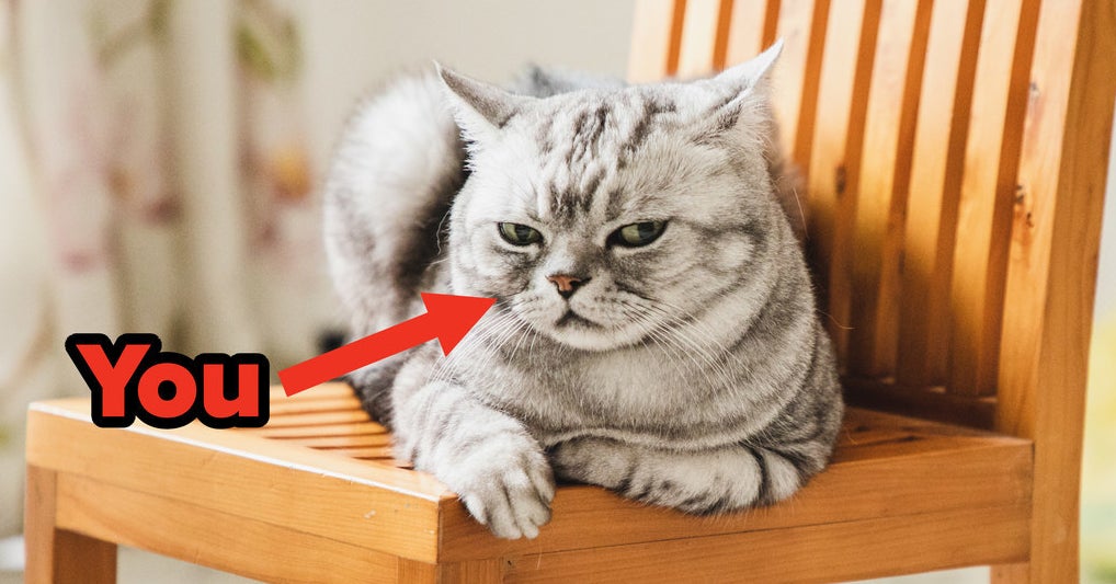 Are You More Like Cats Or Dogs?