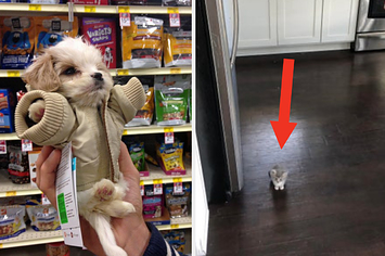 A tiny dog wearing a jacket and being held in one hand, and a kitten that's so small you can barely see it in a photo of a kitchen