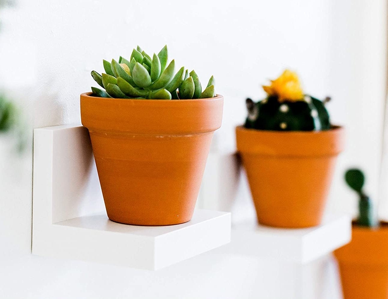 Three small plant pots resting on small floating shelves
