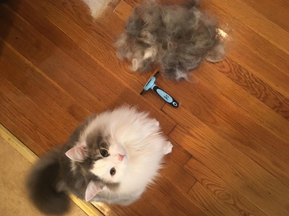 A long haired cat next to a clump of its hair removed with the brush