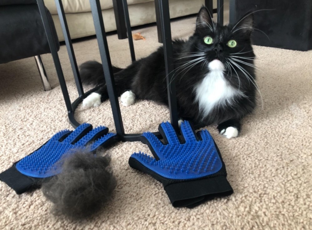 A long-haired cat beside the gloves and a clump of its hair the gloves took off