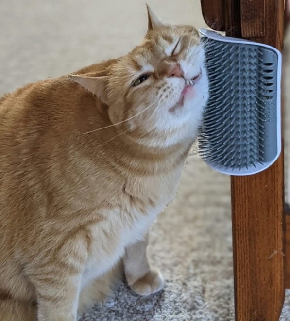 A cat rubbing itself against the mounted brush