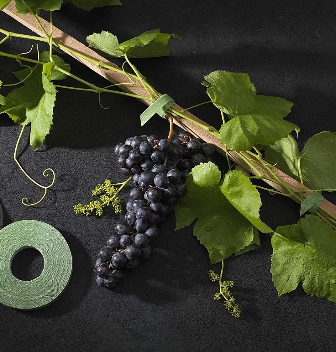 A roll of garden tape on a sprig of grapes