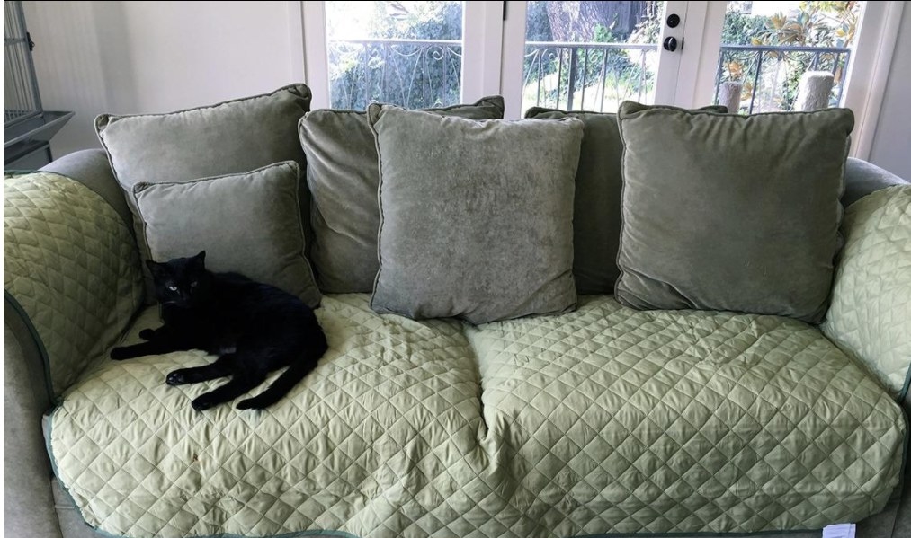 A black cat laying on the couch protector