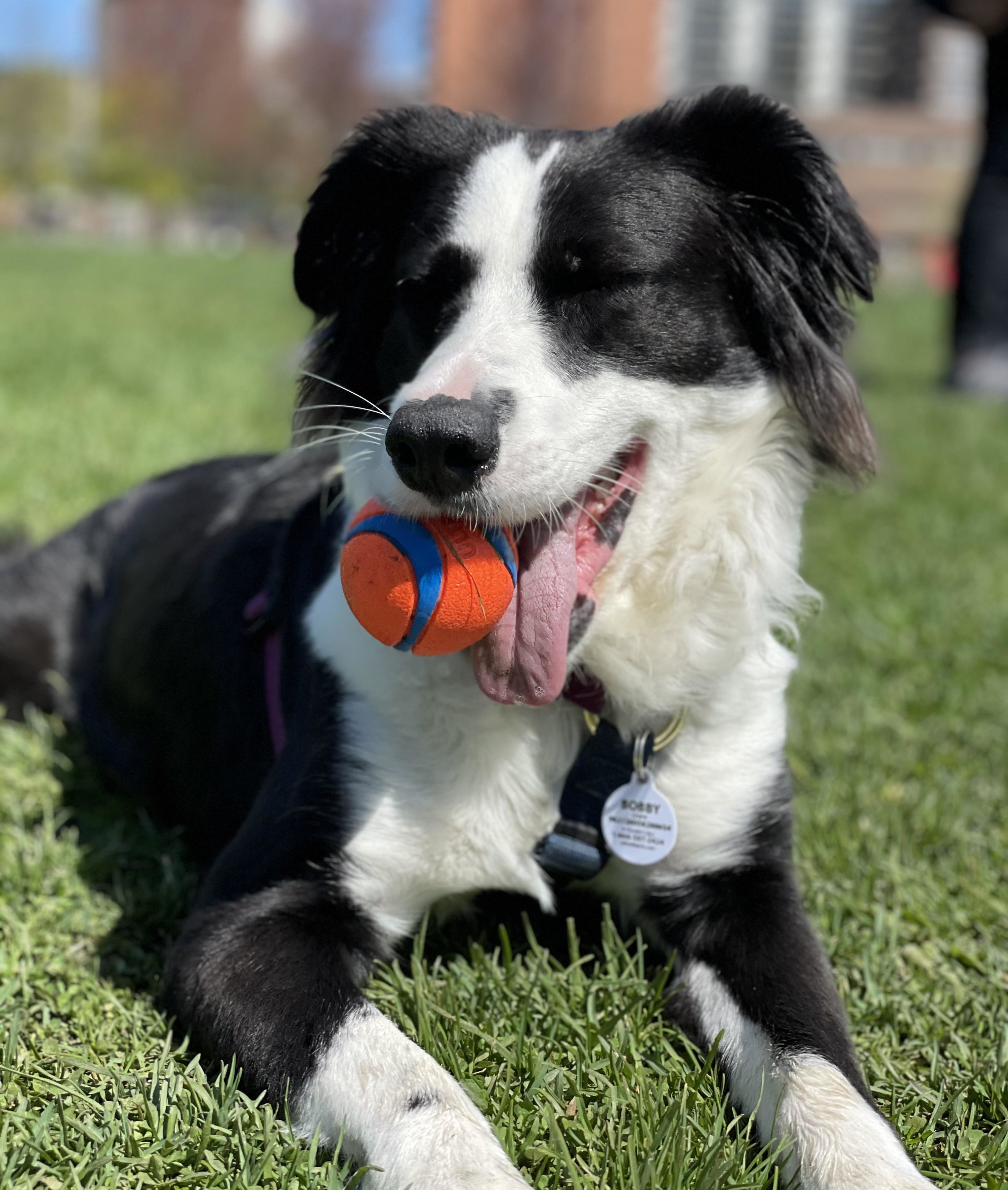 A dog with a ball in its mouth