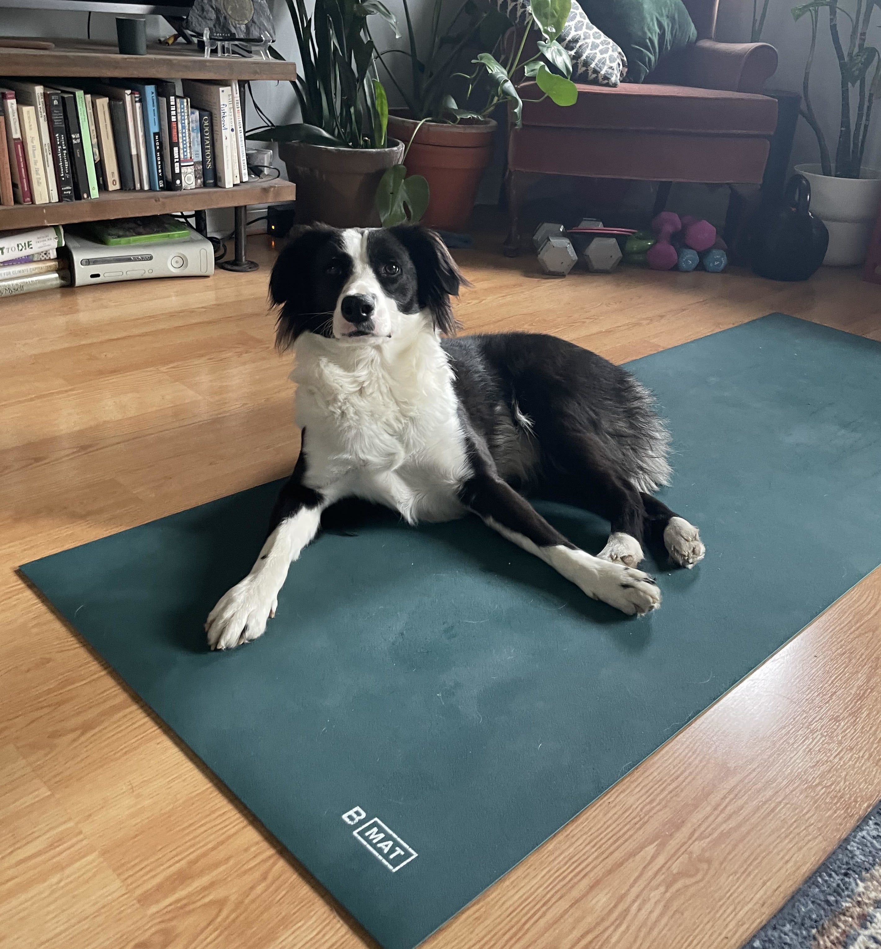 A dog on the yoga mat