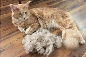 A long-haired cat next to a large clump of hair removed from the carpet with broom