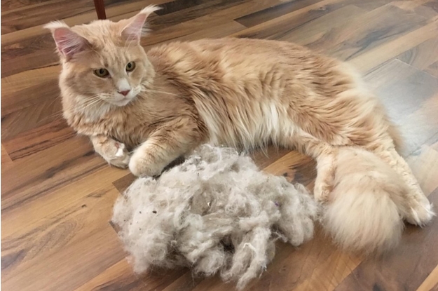 Just 15 Products From Amazon That Long-Haired Cats' Owners Swear By