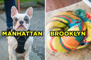 On the left, a French bulldog on a leash labeled "Manhattan," and on the right, a rainbow bagel labeled "Brooklyn"