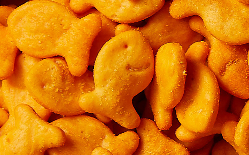 A very close-up shot of the Goldfish. One Goldfish in the center is clearly smiling.