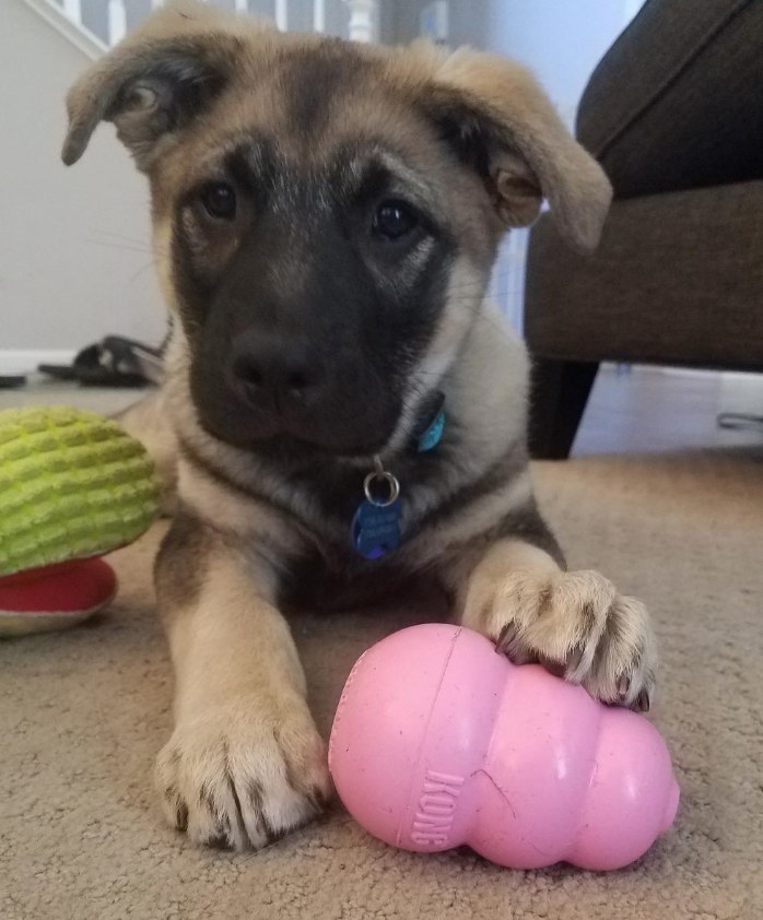 24 Things That’ll Help You Train Your Pet